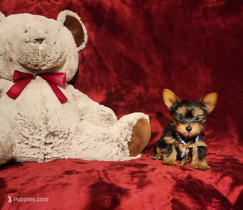 PEE WEE – Yorkshire Terrier puppy for sale in Polk City, FL