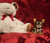 PEE WEE, a male Yorkshire Terrier for sale in Polk City, FL – 1 of 1