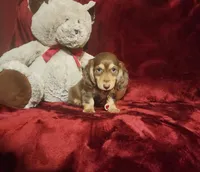 MAPLE, a female Miniature Dachshund for sale in Polk City, FL – 9 of 10