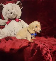 HAYES, a male Miniature Dachshund for sale in Polk City, FL – 3 of 10