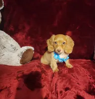 PEACHES , a female Miniature Dachshund for sale in Polk City, FL – 2 of 10