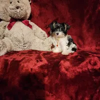 PIPPA , a female Yorkshire Terrier for sale in Polk City, FL – 6 of 10