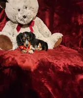 RIO, a male Miniature Dachshund for sale in Polk City, FL – 9 of 10
