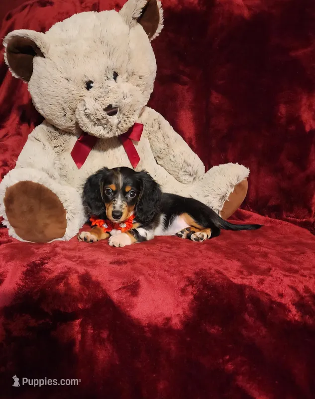 RIO – Miniature Dachshund puppy for sale in Polk City, FL