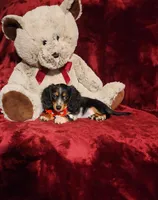 RIO, a male Miniature Dachshund for sale in Polk City, FL – 1 of 10