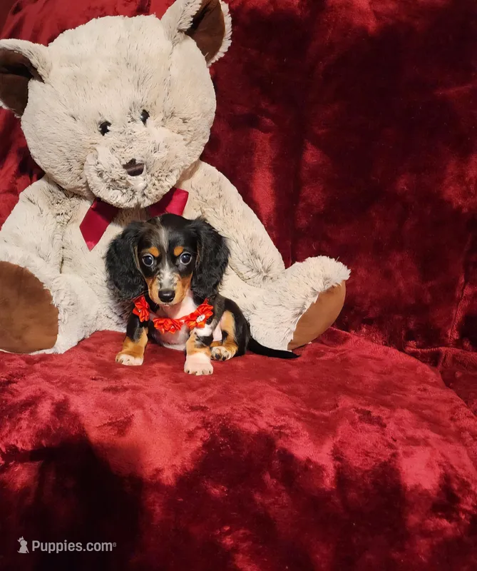 RIO – Miniature Dachshund puppy for sale in Polk City, FL