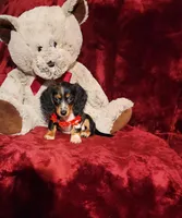 RIO, a male Miniature Dachshund for sale in Polk City, FL – 2 of 10