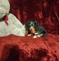 RIO, a male Miniature Dachshund for sale in Polk City, FL – 4 of 10