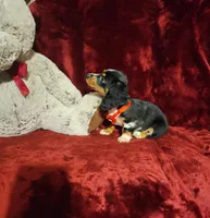 RIO, a male Miniature Dachshund for sale in Polk City, FL – 10 of 10