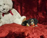 RIO, a male Miniature Dachshund for sale in Polk City, FL – 7 of 10