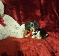 RIO, a male Miniature Dachshund for sale in Polk City, FL – 6 of 10