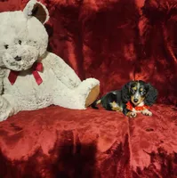 RIO, a male Miniature Dachshund for sale in Polk City, FL – 5 of 10