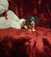RIO, a male Miniature Dachshund for sale in Polk City, FL – 8 of 10
