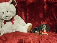 RIO, a male Miniature Dachshund for sale in Polk City, FL – 3 of 10