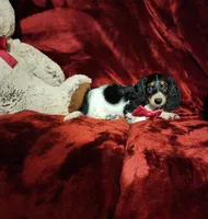LAKOTA, a female Miniature Dachshund for sale in Polk City, FL – 10 of 10