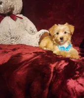 TUCKER , a male Yorkshire Terrier for sale in Polk City, FL – 7 of 10