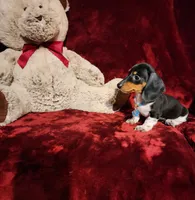 DAKOTA, a male Miniature Dachshund for sale in Polk City, FL – 10 of 10