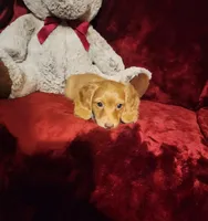 PEACHES , a female Miniature Dachshund for sale in Polk City, FL – 3 of 10