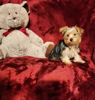LOKI, a male Yorkshire Terrier for sale in Polk City, FL – 5 of 10