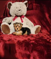 LOKI, a male Yorkshire Terrier for sale in Polk City, FL – 9 of 10