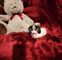 SHASTA, a female Miniature Dachshund for sale in Polk City, FL – 9 of 10