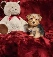 LUCA, a male Yorkshire Terrier for sale in Polk City, FL – 9 of 10