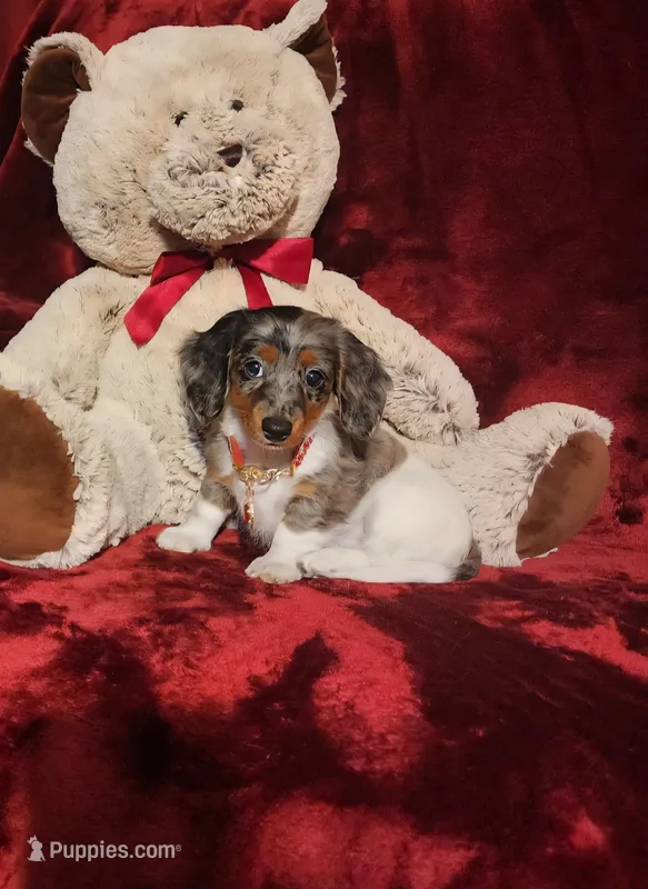 SILVIE – Miniature Dachshund puppy for sale in Polk City, FL