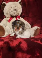 SILVIE, a female Miniature Dachshund for sale in Polk City, FL – 1 of 10