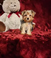 LUCA, a male Yorkshire Terrier for sale in Polk City, FL – 7 of 10