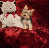 TILLY, a female Yorkshire Terrier for sale in Polk City, FL – 3 of 10