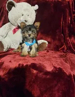 KNOX, a male Yorkshire Terrier for sale in Polk City, FL – 8 of 10