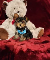 TEDDY, a male Yorkshire Terrier for sale in Polk City, FL – 6 of 10