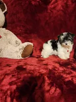 PIPPA, a female Yorkshire Terrier for sale in Polk City, FL – 8 of 10