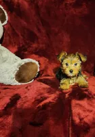 ZOE, a female Yorkshire Terrier for sale in Polk City, FL – 7 of 10
