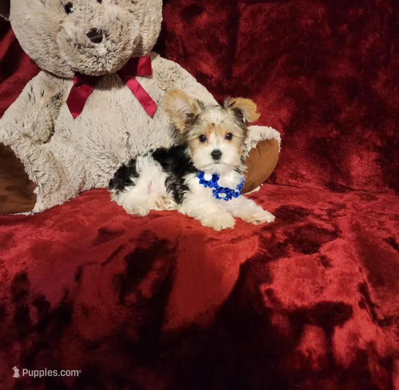 JESTER – Yorkshire Terrier puppy for sale in Polk City, FL