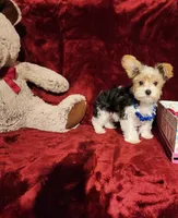 JESTER, a male Yorkshire Terrier for sale in Polk City, FL – 7 of 10