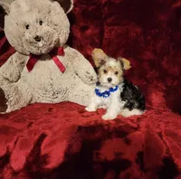JESTER, a male Yorkshire Terrier for sale in Polk City, FL – 2 of 10