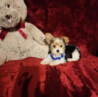 JESTER, a male Yorkshire Terrier for sale in Polk City, FL – 10 of 10