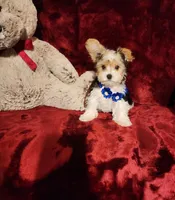 JESTER, a male Yorkshire Terrier for sale in Polk City, FL – 8 of 10