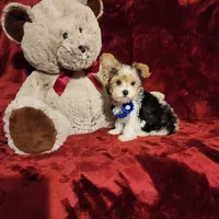 JESTER, a male Yorkshire Terrier for sale in Polk City, FL – 6 of 10