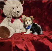 JESTER, a male Yorkshire Terrier for sale in Polk City, FL – 3 of 10
