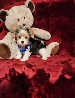 JESTER, a male Yorkshire Terrier for sale in Polk City, FL – 9 of 10