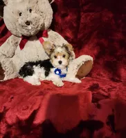 JESTER, a male Yorkshire Terrier for sale in Polk City, FL – 5 of 10