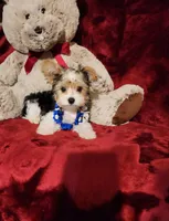 JESTER, a male Yorkshire Terrier for sale in Polk City, FL – 4 of 10