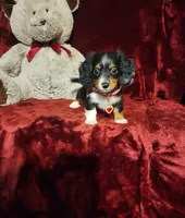 RENO, a male Miniature Dachshund for sale in Polk City, FL – 5 of 10
