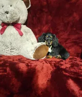 WILLOW, a female Miniature Dachshund for sale in Polk City, FL – 3 of 10