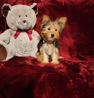 ZOE, a female Yorkshire Terrier for sale in Polk City, FL – 3 of 10