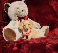 BUTTERCUP, a female Miniature Dachshund for sale in Polk City, FL – 5 of 10