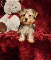 LUCA, a male Yorkshire Terrier for sale in Polk City, FL – 5 of 10