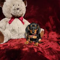 MAGGIE , a female Miniature Dachshund for sale in Polk City, FL – 9 of 10